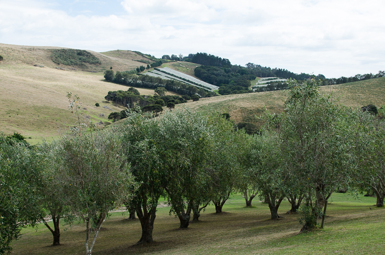 Waiheke Island-8-2