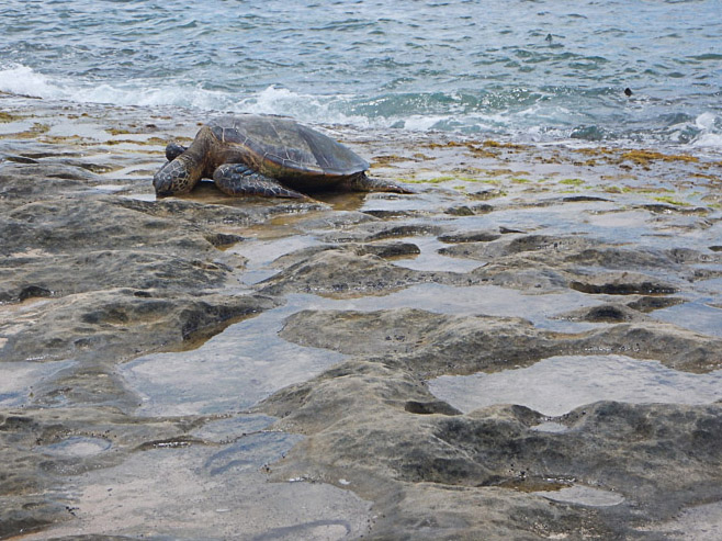 the best place to see turtles on oahu (62 of 63)